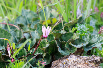 First wild pink cyclamen
