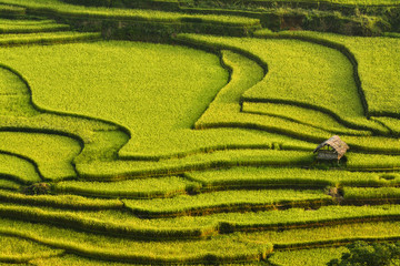 terrace rice fields in asia