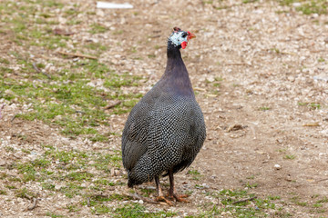 Guinea fowl