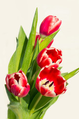 Spring mood: a bouquet of tulips