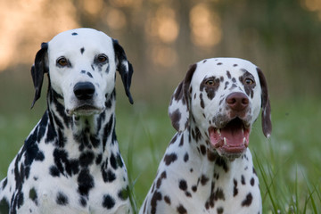Portrait of two nice dalmatian