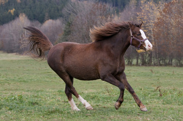 Obraz na płótnie Canvas Beautiful pony running on pasture