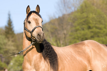 Beautiful American Quarter horse stallion posing