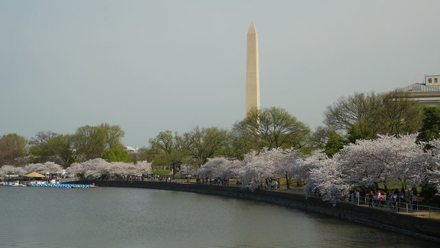 4K Tidal Basin Cherry Blossoms and Washington Monument 2