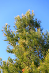 Pine tree on blue sky