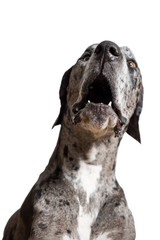 Great Dane harlequin merle giant dog  pet isolated in front of white background looking alert shocked in awe weird expression funny with loose lip open mouth