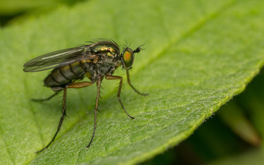 Macro photo of a Dolichopodidae fly, insect
