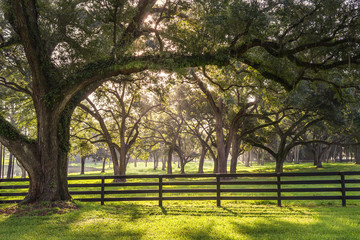 Large oak tree branch with farm fence in the rural countryside looking serene peaceful calm relaxing beautiful southern tranquil magical - obrazy, fototapety, plakaty