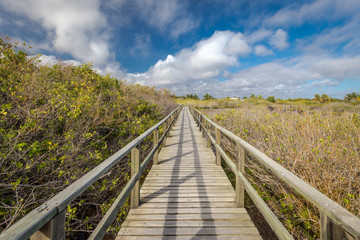 wooden path way across the mangrove on Isabela Island. Galapagos Islands. Ecuado
