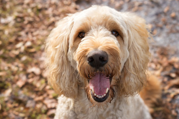 Tan labradoodle dog pet sitting outside watching waiting alert looking happy excited while panting smiling and staring forward