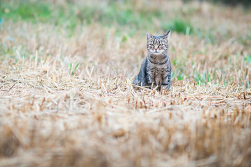 kot na polowaniu © alicjawis