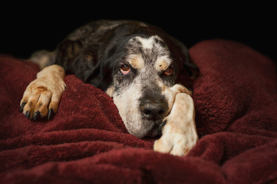 Old senior retired bluetick coonhound pet hunting dog lying down on blanket looking sleepy tired exhausted relaxed sad depressed sick ill frail comfortable lonely 