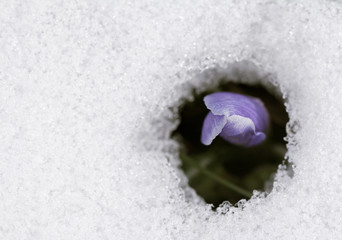 Crocus flower in the snow