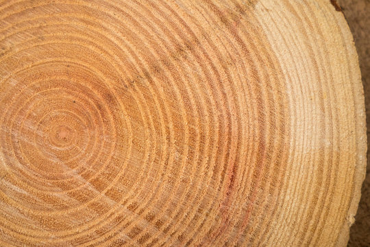 close up of wooden texture of cut tree trunk