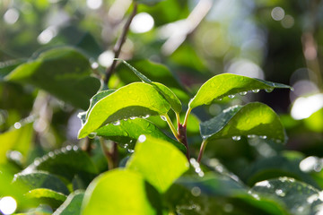 Green ivy leaves with water drops after rain