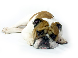 english Bulldog