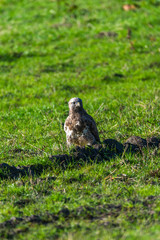 Ein Bussard jagt auf einem Feld