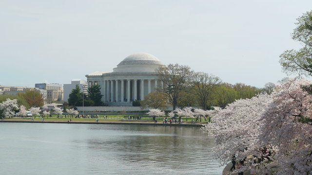 4K Jefferson Memorial During Cherry Blossom Festival 5