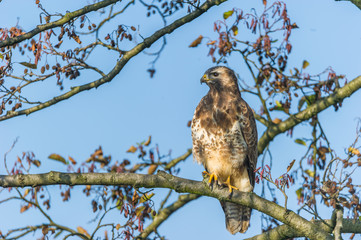 Majestätischer Mäusebussard auf einem Baum mit Blauem Hintergrund