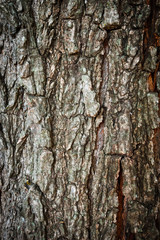 Bark of old tree