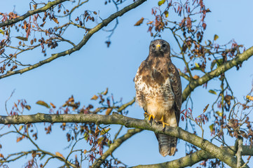 Mit dem Blick in die Kamera. Mäusebussard auf einem Baum