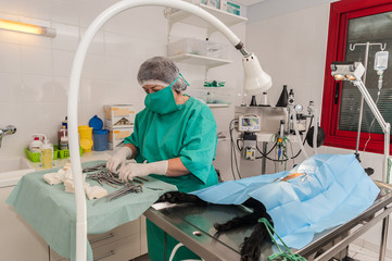 Les vétérinaires  chirurgiens opèrent  une chatte d'une ovariectomie. L'ablation chirurgicale de...