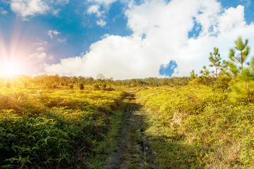 Obraz premium The road through the green forest with sunset and big cloud