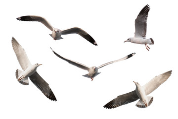 Obraz premium set of seagulls.