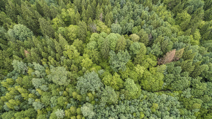 Naturwald von oben. Borkenkäfer. Laubwald.