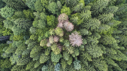 Naturwald von oben. Borkenk&auml;fer.