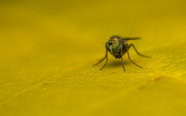 Macro photo of a Dolichopodidae fly, insect
