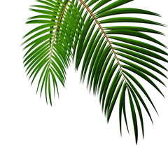 Palm Leaf on White Background with Place for Your Text Vector Il