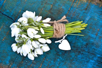 Galanthus nivalis - Snowdrops