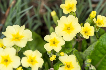 Yellow Primroses on a bed