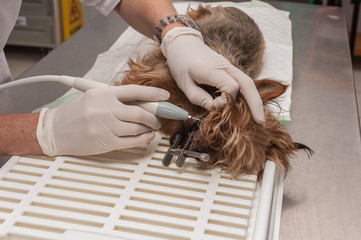 Le vétérinaire chirurgien effectue un détartrage et des soins dentaires sur une maladie...
