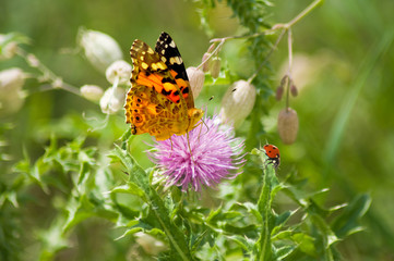 butterfly on wildflowers in a garden closeup