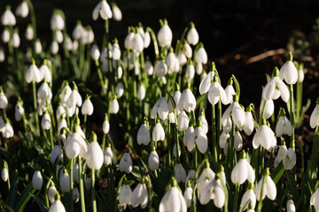 snowdrops, spring bulbs and flowers