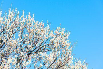 青空と梅の花