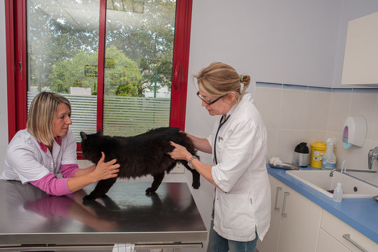 V&eacute;t&eacute;rinaire, consultation de la bonne sant&eacute; d'un chat, le c&oelig;ur, les yeux, les oreilles, les dents, les articulations, pose d'un vaccin anti; puce;
