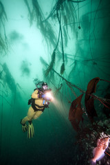 Scuba diving in British Columbia