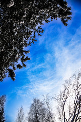 Pine branches covered with snow on blue sky background