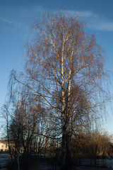 Lone silver birch tree and blue sky in autumn