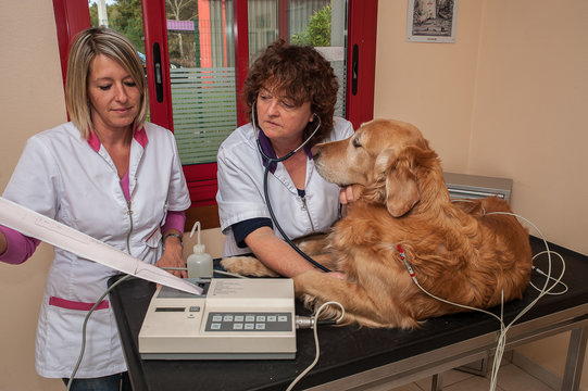 V&eacute;t&eacute;rinaire, consultation de la bonne sant&eacute; d'un chien, electro&nbsp;; cardio&nbsp;; gramme&nbsp;; le c&oelig;ur, les yeux, les oreilles, les dents, les articulations.