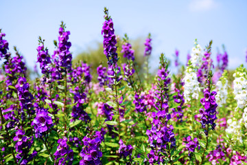 Forget me not flower purple