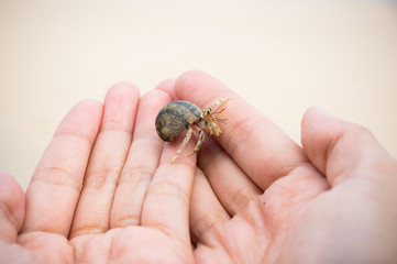 Hermit crab on hand over beach