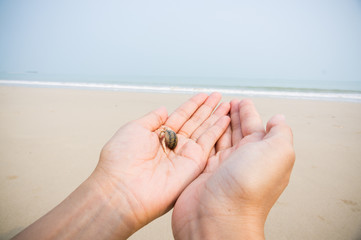 Hermit crab on hand over beach