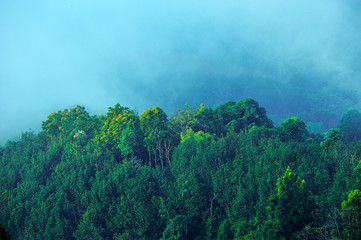 Fog over rain forest, landscape,Thailand