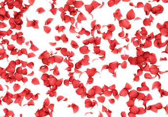 rose petals falling background