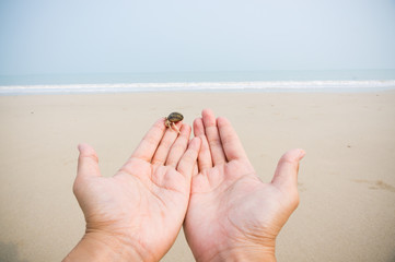 Hermit crab on hand over beach