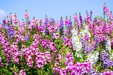 Naklejka premium Nie zapomnij o mnie, kwiatku fioletowym i różowym